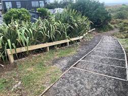 A path with grass and plants

Description automatically generated